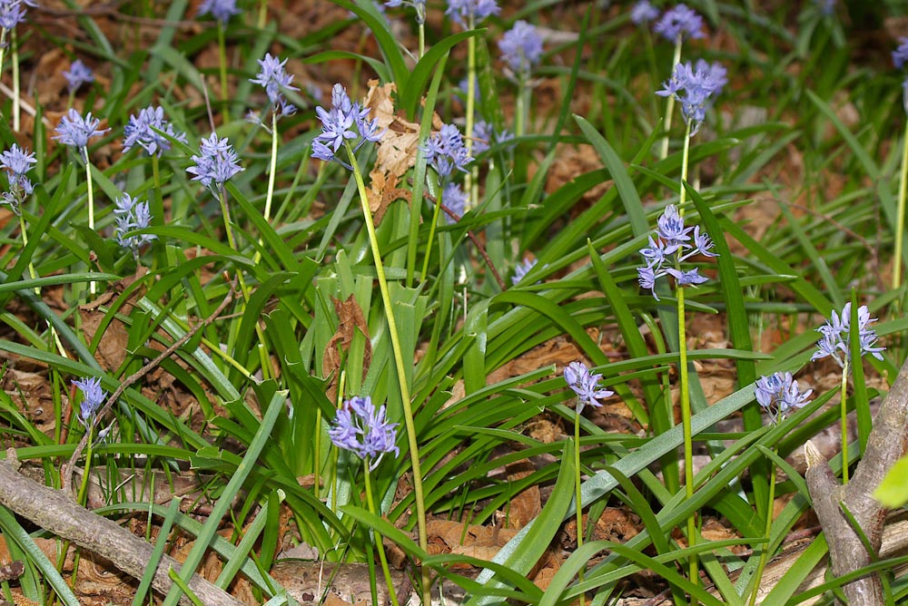 Scilla italica / Scilla della Riviera